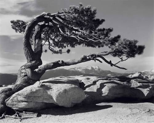 Jeffrey Pine